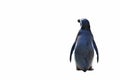 Humboldt penguin standing on white background. Royalty Free Stock Photo