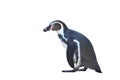 Humboldt penguin standing on white background. Royalty Free Stock Photo