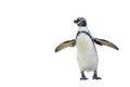 Humboldt penguin standing on white background. Royalty Free Stock Photo