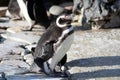 Humboldt penguin stands on the rocks and looks at the camera.