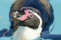 Humboldt Penguin Swimming Royalty Free Stock Photo