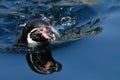Humboldt penguin swimming Royalty Free Stock Photo