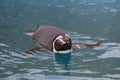 The humboldt penguin is swimming into the blue water. Spheniscus humboldti or peruvian penguin Royalty Free Stock Photo
