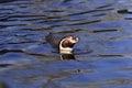 Humboldt Penguin swimming Royalty Free Stock Photo