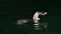 Humboldt penguin swimming Royalty Free Stock Photo