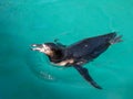 Humboldt Penguin swimming Royalty Free Stock Photo