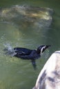 Humboldt penguin swimming at Jurong Bird Park Royalty Free Stock Photo