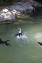 Humboldt penguin swimming at Jurong Bird Park Royalty Free Stock Photo