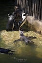 Humboldt penguin swimming at Jurong Bird Park Royalty Free Stock Photo