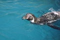 Humboldt penguin swimming and looking up with a smile Royalty Free Stock Photo