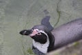 Humboldt Penguin swimming at Marwell Zoo