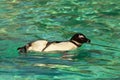 Humboldt Penguin Swimming Spheniscus Humboldti