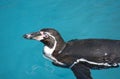 Humboldt penguin swimming on surface of blue water Royalty Free Stock Photo