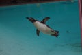 Humboldt Penguin Swimming Royalty Free Stock Photo