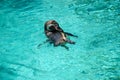 The Humboldt penguin swimming into the water. Royalty Free Stock Photo