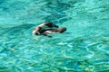 The Humboldt penguin swimming into the water. Royalty Free Stock Photo