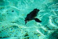 The Humboldt penguin swimming into the water. Royalty Free Stock Photo