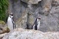 Humboldt penguin Two Bird Zoo