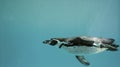 Humboldt Penguin underwater gliding/ Swimming Royalty Free Stock Photo