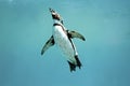 Humboldt penguin underwater swimming wings open looking Royalty Free Stock Photo