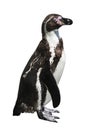 Humboldt penguin on white background Royalty Free Stock Photo