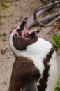 Humboldt penguin (Spheniscus humboldti) with open mouth