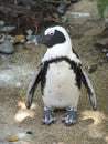 Humboldt penguin