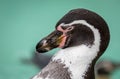 Humboldt penguins