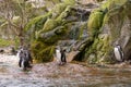 Humboldt penguin (Spheniscus humboldti) on a rock on the edge of the water. Royalty Free Stock Photo