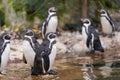 Humboldt penguin (Spheniscus humboldti) on a rock on the edge of the water. Royalty Free Stock Photo