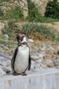 Humboldt penguins at Marwell Zoo