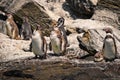 Humboldt penguins on a rock