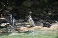 Humboldt penguin, at Avifauna in Netherlands..