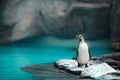 Humboldt penguins standing in natural environment