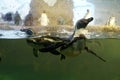 Humboldt penguins swimming water in artificial pool in vertical view behind a thick glass wall with a lot of copy space. King peng