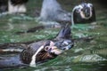 Humboldt Penguins Swimming at the Zoo