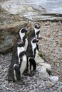 Humboldt penguins whipsnade safari park