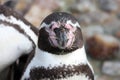 Humboldt penquin close up head shot