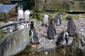 Humboldt penquins a group of them by water