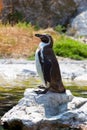 Humboldt's penguin Royalty Free Stock Photo