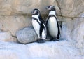 Humboldt`s Penguin Royalty Free Stock Photo