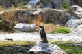 Humboldt's penguin Royalty Free Stock Photo