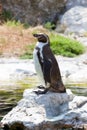 Humboldt's penguin Royalty Free Stock Photo