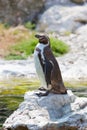Humboldt's penguin Royalty Free Stock Photo