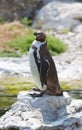 Humboldt's penguin Royalty Free Stock Photo