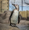A Humboldt South American Penguin