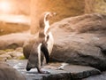 The Humboldts Penguin or Peruvian Penguin standing on the ground Royalty Free Stock Photo