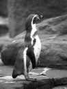 The Humboldts Penguin or Peruvian Penguin standing on the ground Royalty Free Stock Photo