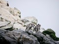 Humbolt penguin in Damas Island
