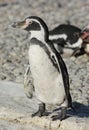 Active Humbolt penguin at Chester Zoo